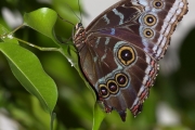 *Le Morpho bleu (Lpidoptre - Nymphalidae - Morpho peleides)
